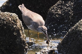 キアシシギ 東京港野鳥公園 2023年8月27日(日)