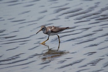 Grey-tailed Tattler Kasai Rinkai Park Fri, 8/31/2018