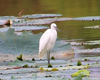 2023年8月31日(木) 大泉緑地の野鳥観察記録