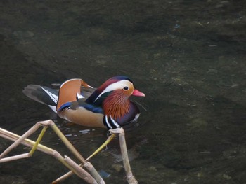 Mandarin Duck 平瀬川 Sat, 12/17/2022