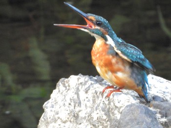 Common Kingfisher 東京都世田谷区 Thu, 8/31/2023