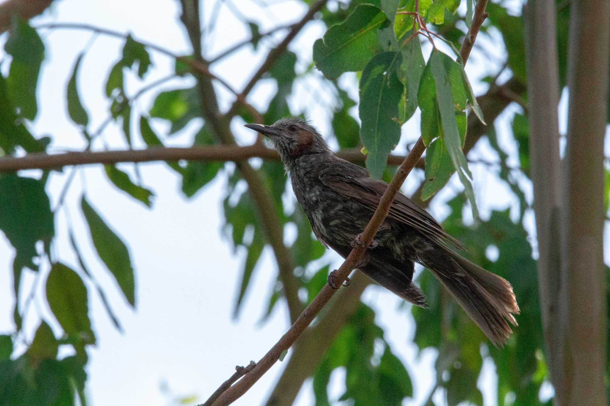 Brown-eared Bulbul