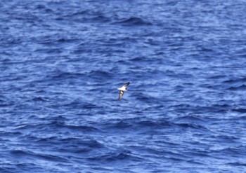 White-necked Petrel 小笠原諸島航路 Unknown Date