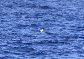 クビワオオシロハラミズナギドリ 小笠原諸島航路 撮影日未設定