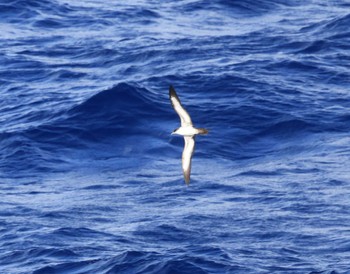 White-necked Petrel 小笠原諸島航路 Unknown Date