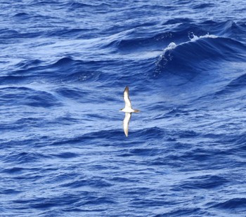 White-necked Petrel 小笠原諸島航路 Unknown Date