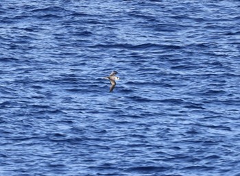 クビワオオシロハラミズナギドリ 小笠原諸島航路 撮影日未設定