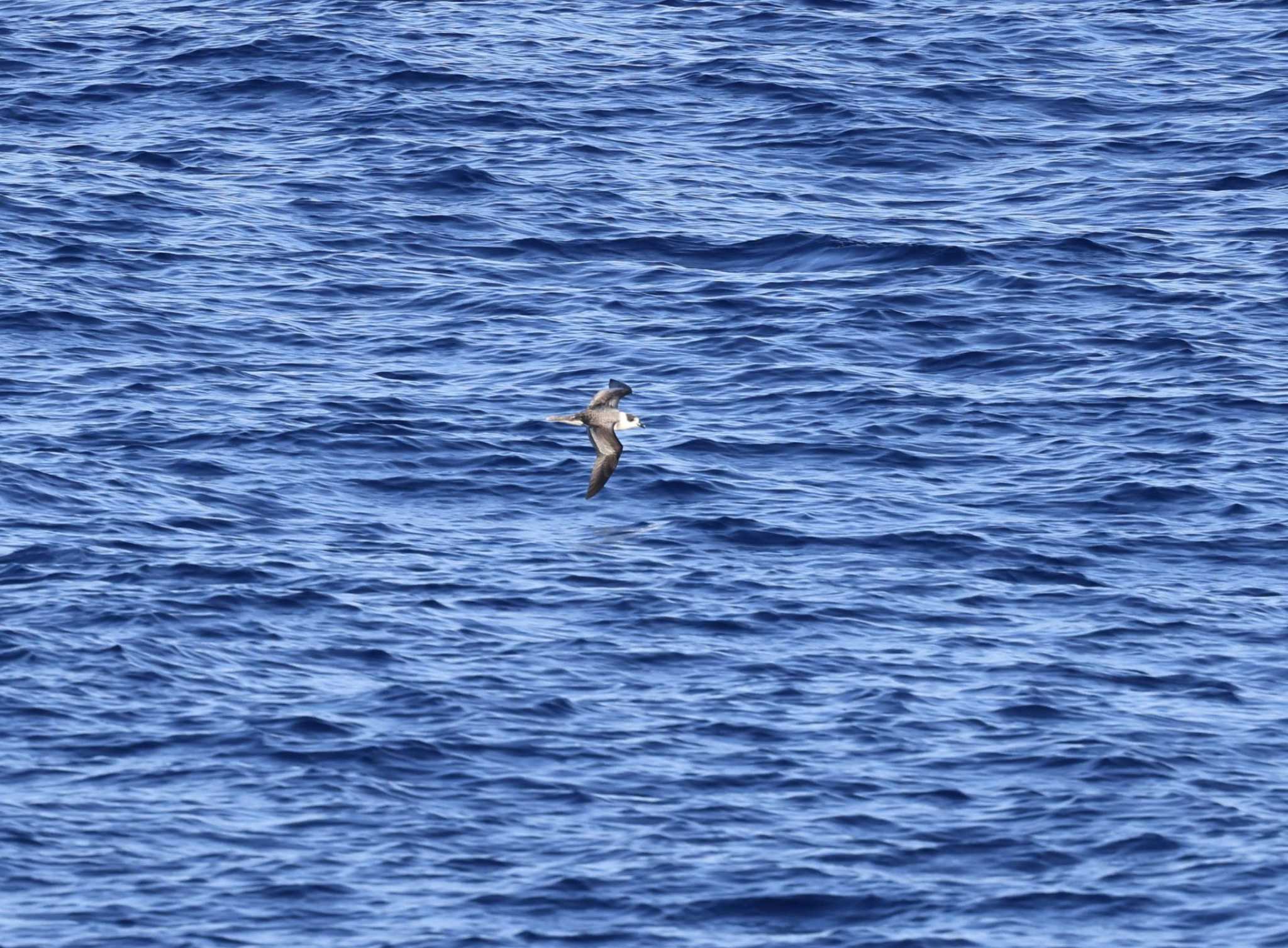 Photo of White-necked Petrel at 小笠原諸島航路 by マイク