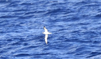 クビワオオシロハラミズナギドリ 小笠原諸島航路 撮影日未設定