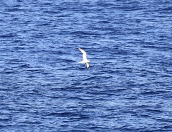 White-necked Petrel 小笠原諸島航路 Unknown Date