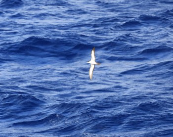 White-necked Petrel 小笠原諸島航路 Unknown Date