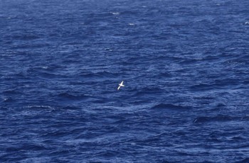 クビワオオシロハラミズナギドリ 小笠原諸島航路 撮影日未設定