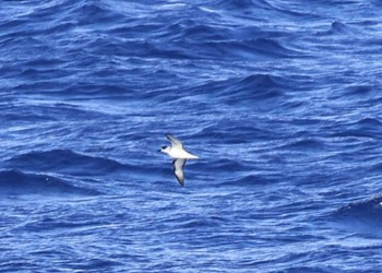 White-necked Petrel 小笠原諸島航路 Unknown Date