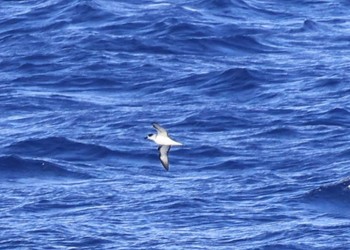 クビワオオシロハラミズナギドリ 小笠原諸島航路 撮影日未設定