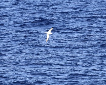 White-necked Petrel 小笠原諸島航路 Unknown Date