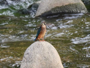 カワセミ 天野川 2023年8月31日(木)