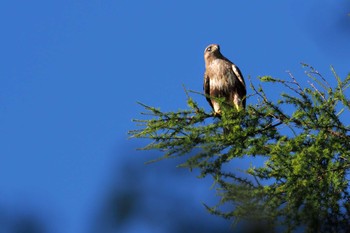 Eastern Buzzard 嵯峨塩深沢林道 Sun, 7/30/2023