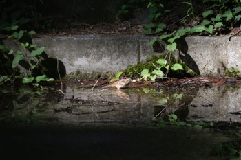 2023年8月26日(土) 河口湖の野鳥観察記録