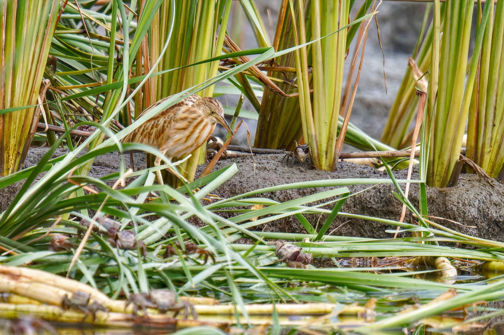 Yellow Bittern