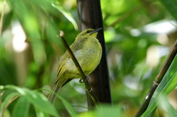 キイロミツスイ Flecker Botanical Garden(Cairns) 2018年5月7日(月)