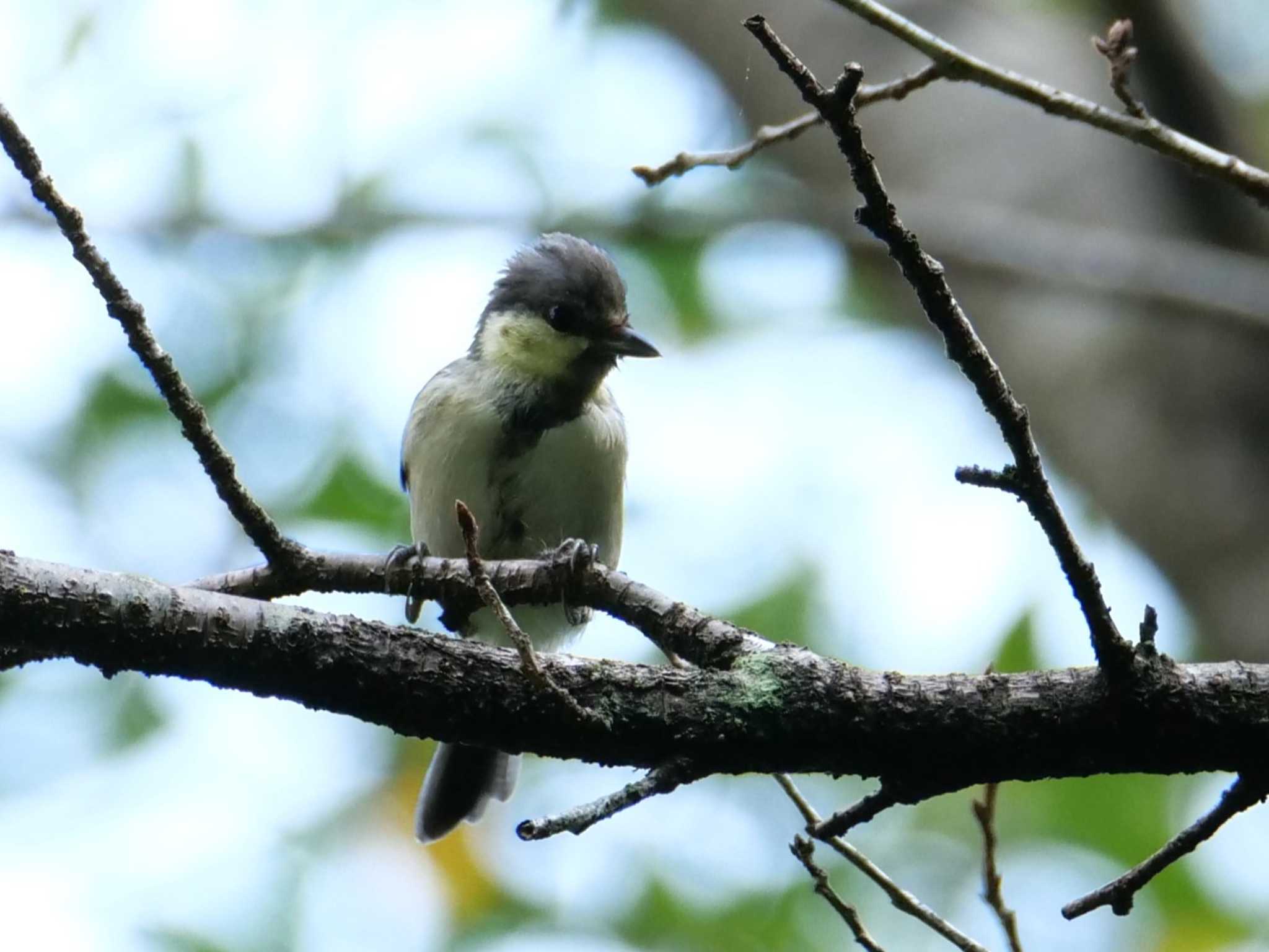 「そう思わない？・・」 by little birds