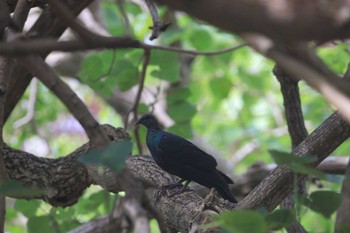 Japanese Wood Pigeon(nitens) 父島 Sat, 7/29/2023