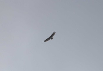 Eastern Buzzard 父島 Sat, 7/29/2023