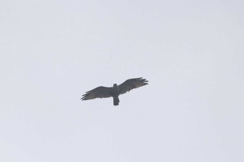 Eastern Buzzard 父島 Sat, 7/29/2023