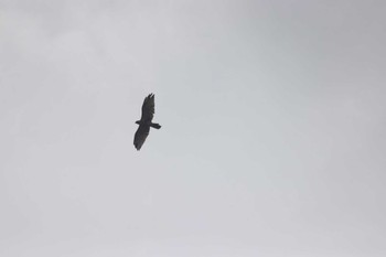 Eastern Buzzard 父島 Sat, 7/29/2023