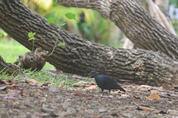 Japanese Wood Pigeon(nitens) 父島 Sat, 7/29/2023