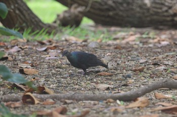 Japanese Wood Pigeon(nitens) 父島 Sat, 7/29/2023