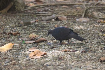 Japanese Wood Pigeon(nitens) 父島 Sat, 7/29/2023