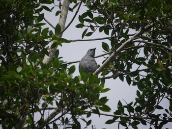 Barred Cuckooshrike ケアンズ Thu, 8/10/2023