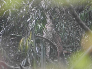 Tawny Frogmouth ケアンズ Thu, 8/10/2023