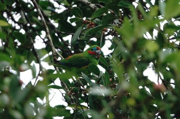 Double-eyed Fig Parrot ケアンズ Thu, 8/10/2023