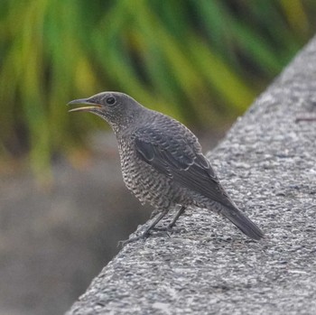 Blue Rock Thrush 観音崎公園 Fri, 9/1/2023