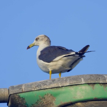 Black-tailed Gull 観音崎公園 Fri, 9/1/2023