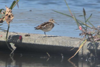 Broad-billed Sandpiper 熊本市沖新町 Tue, 9/25/2018