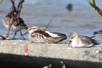 Broad-billed Sandpiper 熊本市沖新町 Tue, 9/25/2018