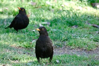 Common Blackbird Madrid,Spain  Mon, 2/26/2018