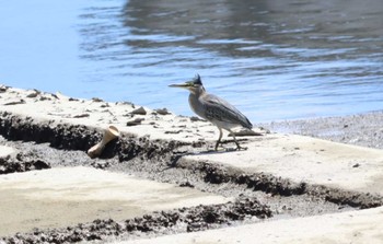 2023年8月29日(火) 土留木川河口(東海市)の野鳥観察記録