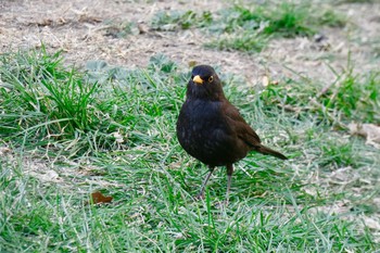 Common Blackbird Madrid,Spain  Mon, 2/26/2018