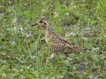 ムナグロ 厚木田んぼ(猿ヶ島) 2023年8月27日(日)