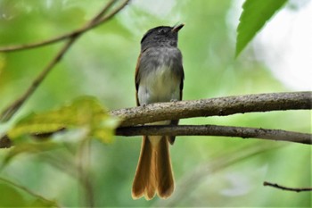 サンコウチョウ 大阪市内 2023年8月31日(木)