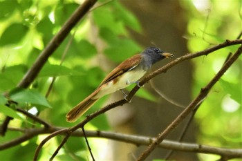 サンコウチョウ 大阪市内 2023年8月31日(木)