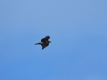 Eastern Buzzard 武山(神奈川県横須賀市) Sun, 10/3/2021