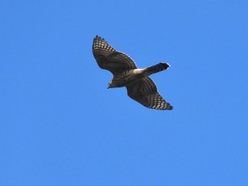 Eurasian Goshawk 武山(神奈川県横須賀市) Sun, 10/3/2021