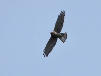 Grey-faced Buzzard 武山(神奈川県横須賀市) Sun, 10/3/2021