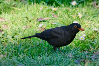 Common Blackbird Madrid,Spain  Mon, 2/26/2018