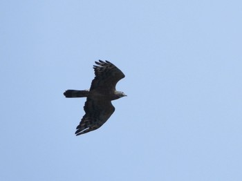 2021年10月3日(日) 武山(神奈川県横須賀市)の野鳥観察記録